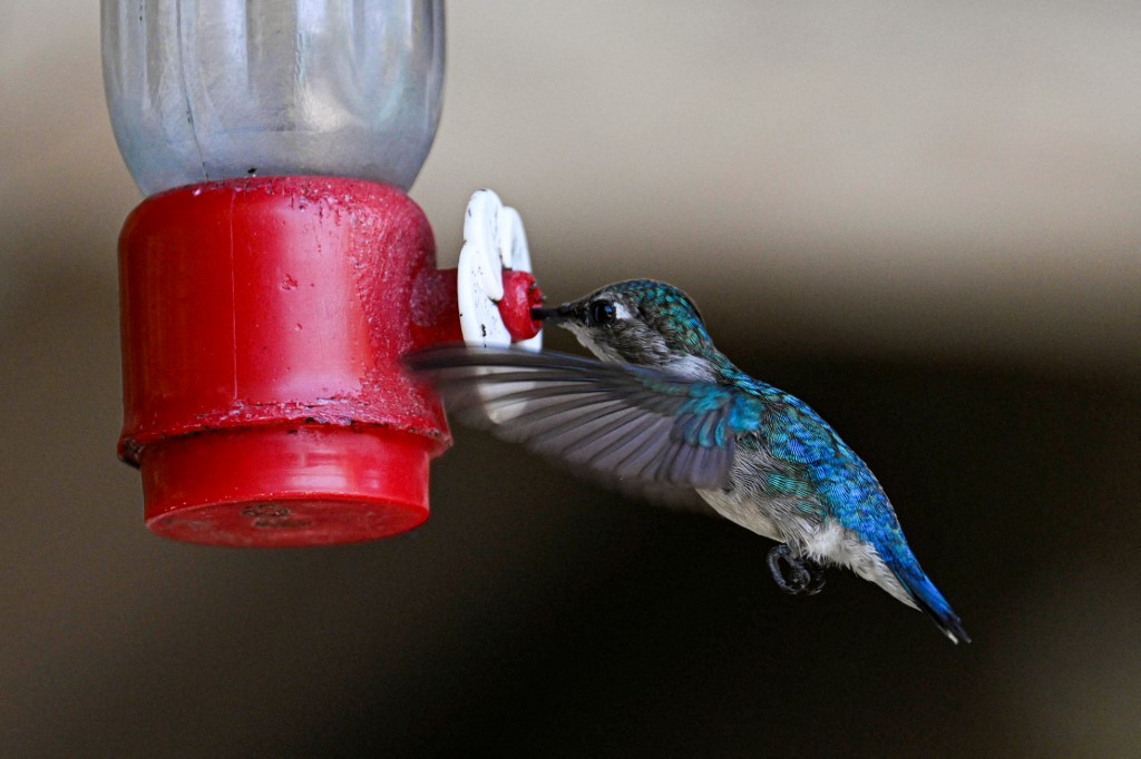  A Zunzuncito hummingbird (Mellisuga helenae) feeds at the Hummingbird's House, on July 5, 2024, in Palpite village,