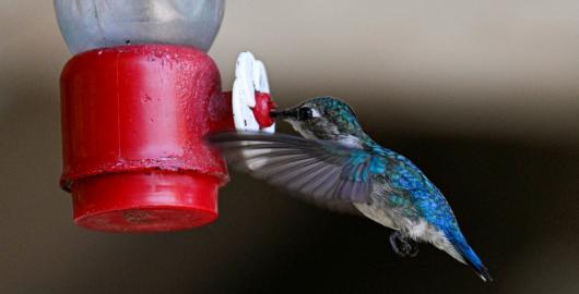  A Zunzuncito hummingbird (Mellisuga helenae) feeds at the Hummingbird's House, on July 5, 2024, in Palpite village,