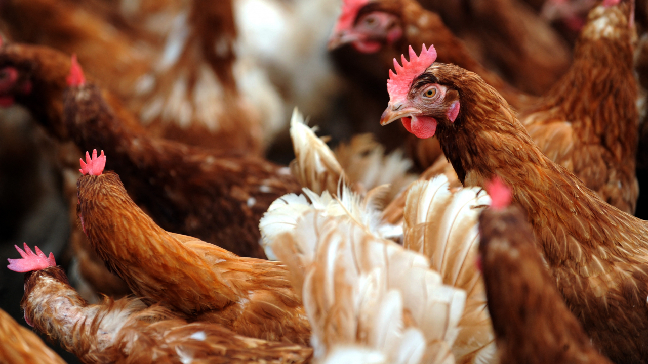 Cómo Se Dice En Inglés Gallina La capacidad para ovular de las gallinas ponedoras no es producto de la  modificación genética | Factual